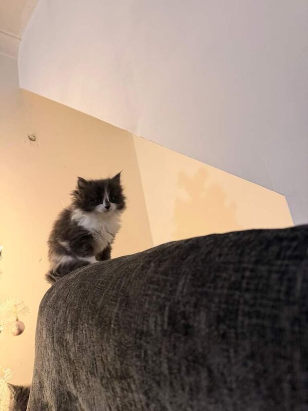 Short hair British kitten - Image 5 of 5