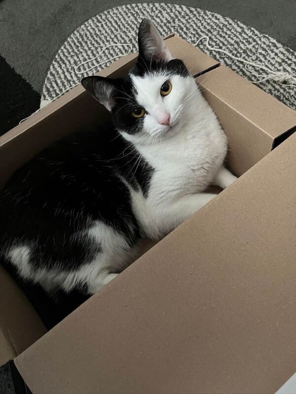 Short Haired Tuxedo 3 year old indoor cat