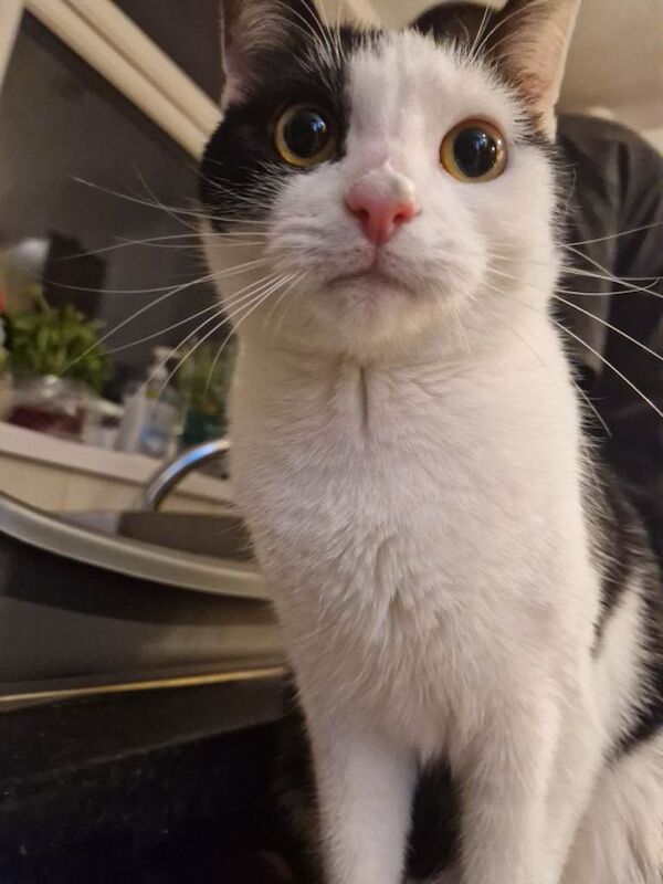 Short Haired Tuxedo 3 year old indoor cat - Image 3 of 4