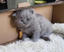 British Shorthair kittens for sale in London, City of London, Greater London – 12 months old - Image 2 of 3