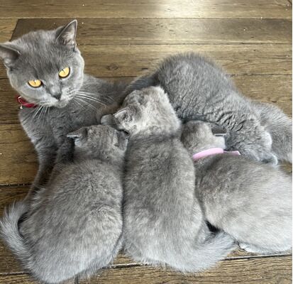 British Shorthair kittens for sale in London, City of London, Greater London – 12 months old - Image 3 of 3