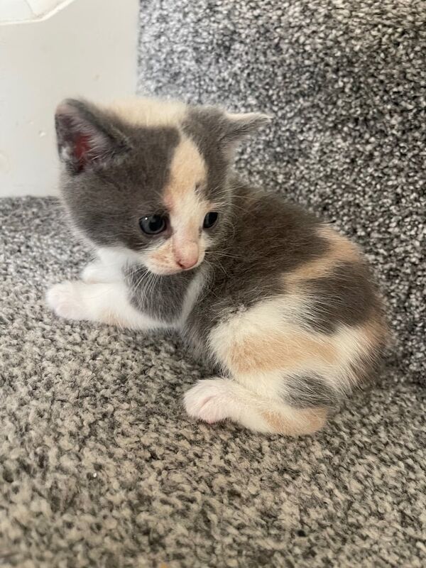Shorthair kittens for sale in Derby, Derbyshire