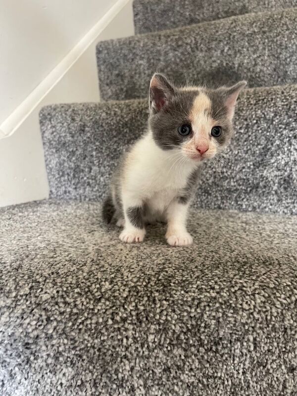 Shorthair kittens for sale in Derby, Derbyshire | Image 2