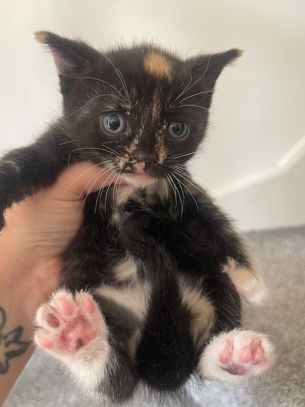 Shorthair kittens for sale in Derby, Derbyshire | Image 3