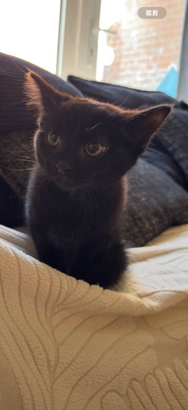 Shorthaired kitten for sale in Christchurch, Dorset | Image 2