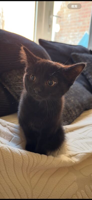 Shorthaired kitten for sale in Christchurch, Dorset | Image 3