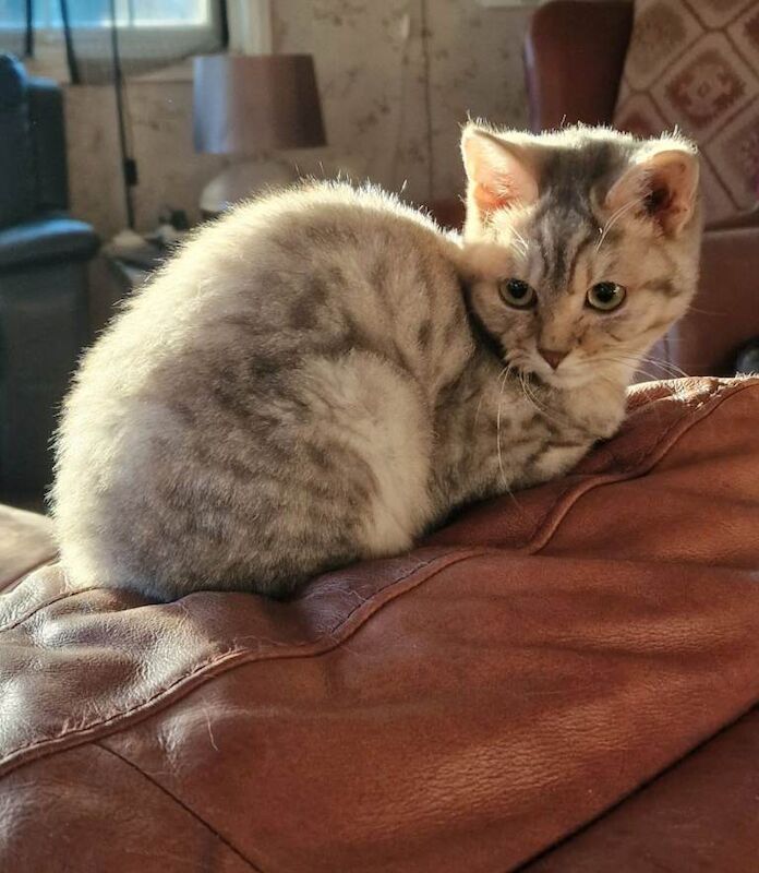 British Shorthair kittens for sale in Blandford Forum, Dorset – 7 months old