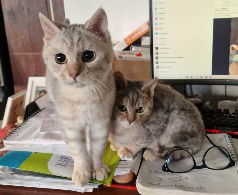 British Shorthair kittens for sale in Blandford Forum, Dorset – 7 months old - Image 2 of 6