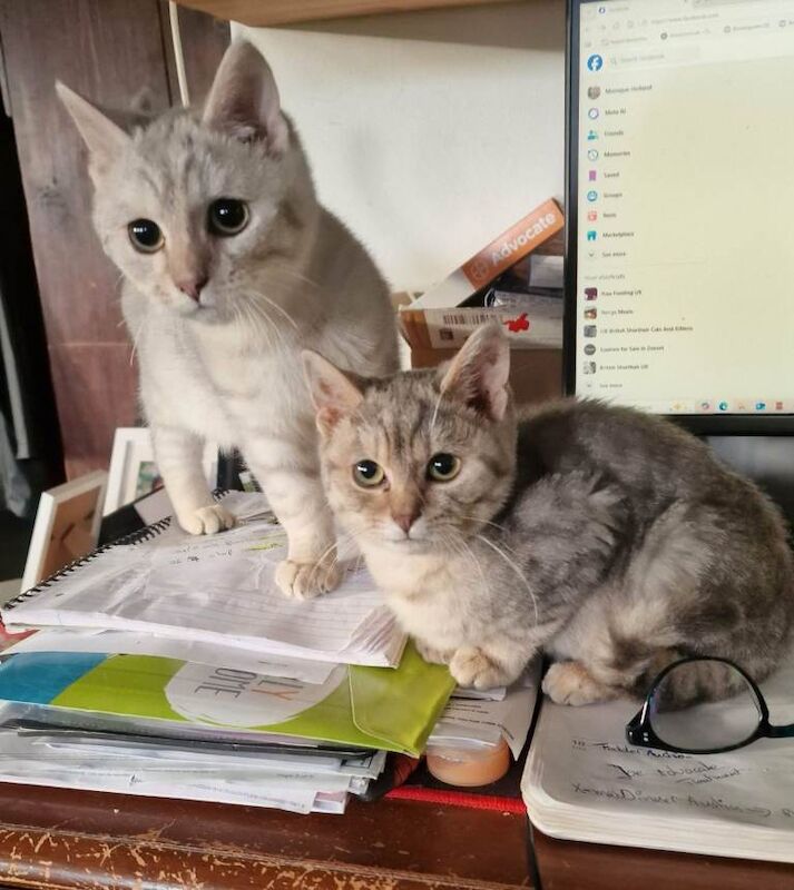 British Shorthair kittens for sale in Blandford Forum, Dorset – 7 months old - Image 3 of 6