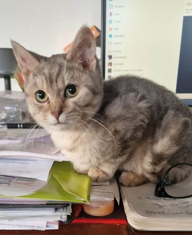 British Shorthair kittens for sale in Blandford Forum, Dorset – 7 months old - Image 4 of 6
