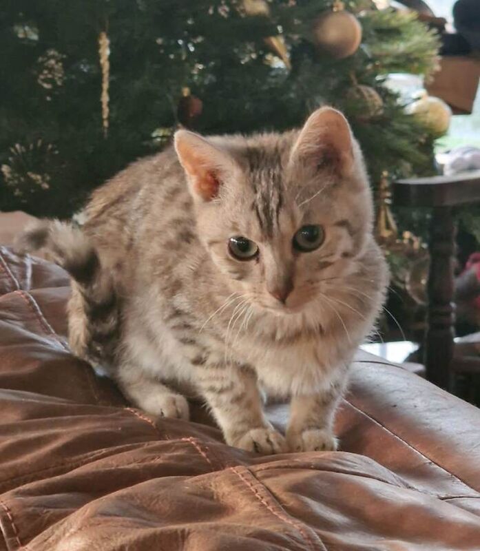 British Shorthair kittens for sale in Blandford Forum, Dorset – 7 months old - Image 5 of 6