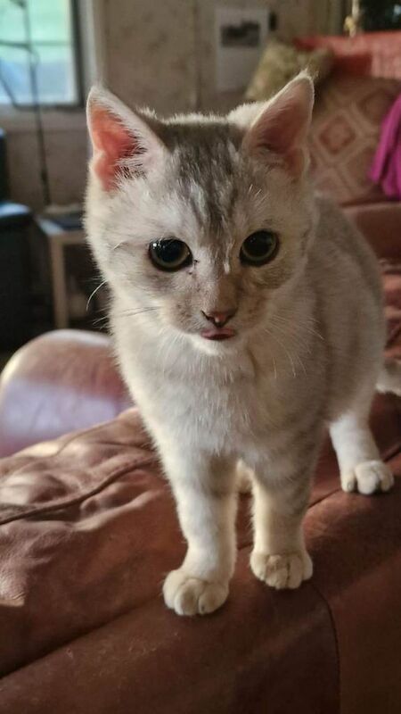 British Shorthair kittens for sale in Blandford Forum, Dorset – 7 months old - Image 6 of 6