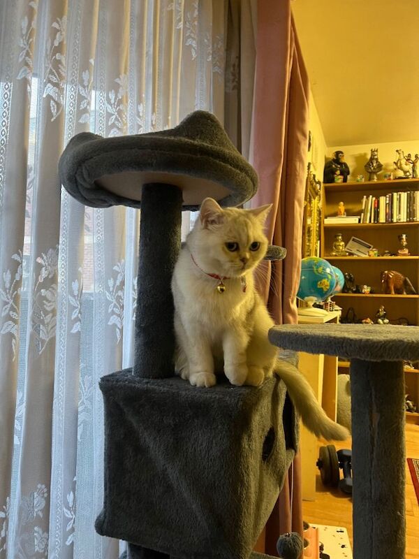 Silver British shorthair cat