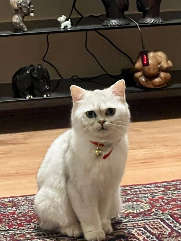 Silver British shorthair cat - Image 2 of 3