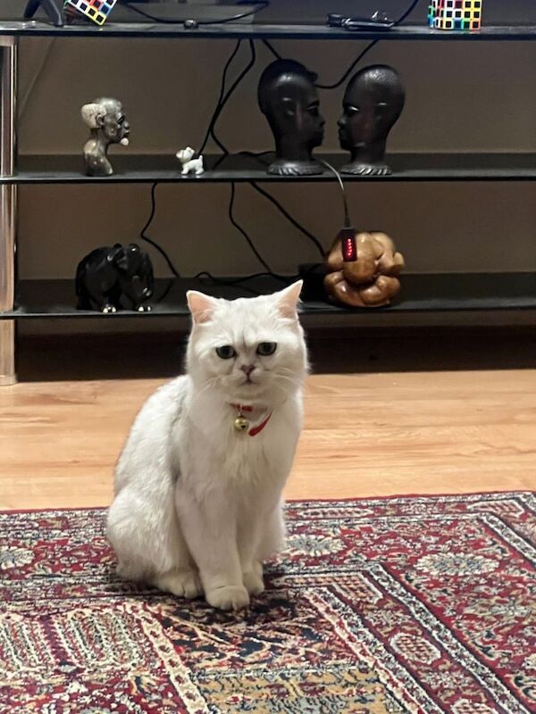 Silver British shorthair cat - Image 3 of 3