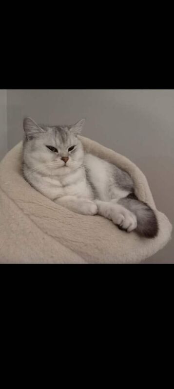 Silver Chinchilla British Shorthair Girl Active