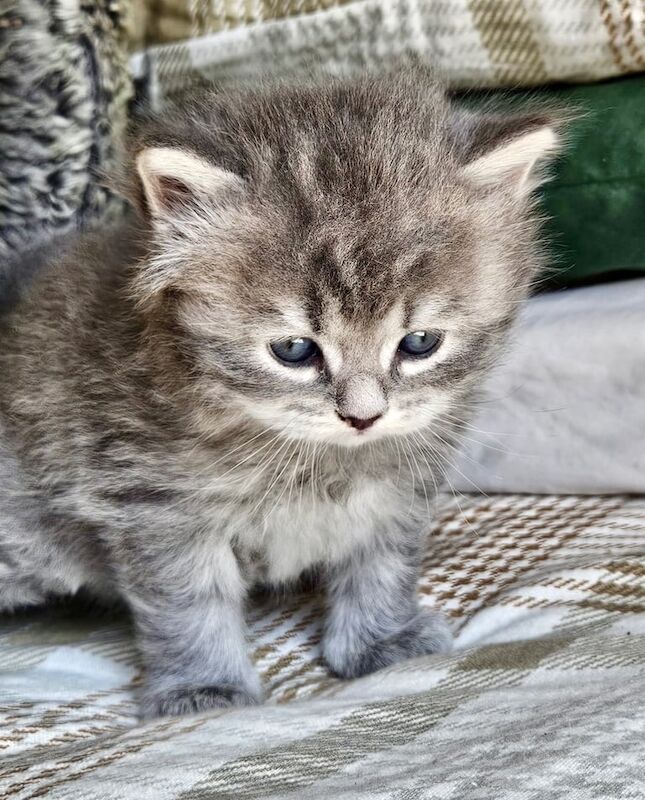 British Shorthair kittens for sale in East Acton, London – 11 months old - Image 1 of 3