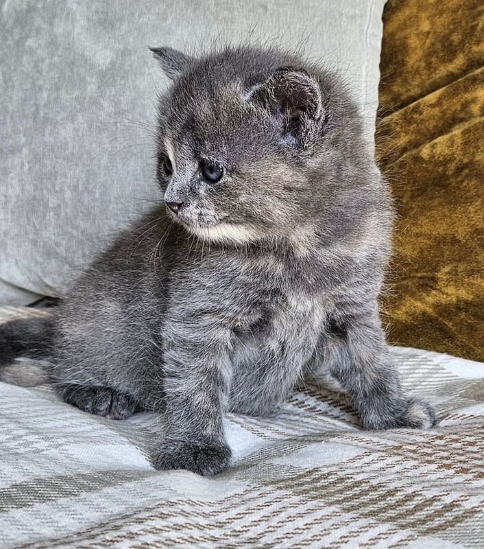 British Shorthair kittens for sale in East Acton, London – 11 months old - Image 2 of 3