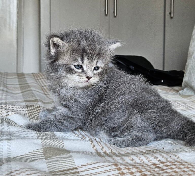 British Shorthair kittens for sale in East Acton, London – 11 months old - Image 3 of 3