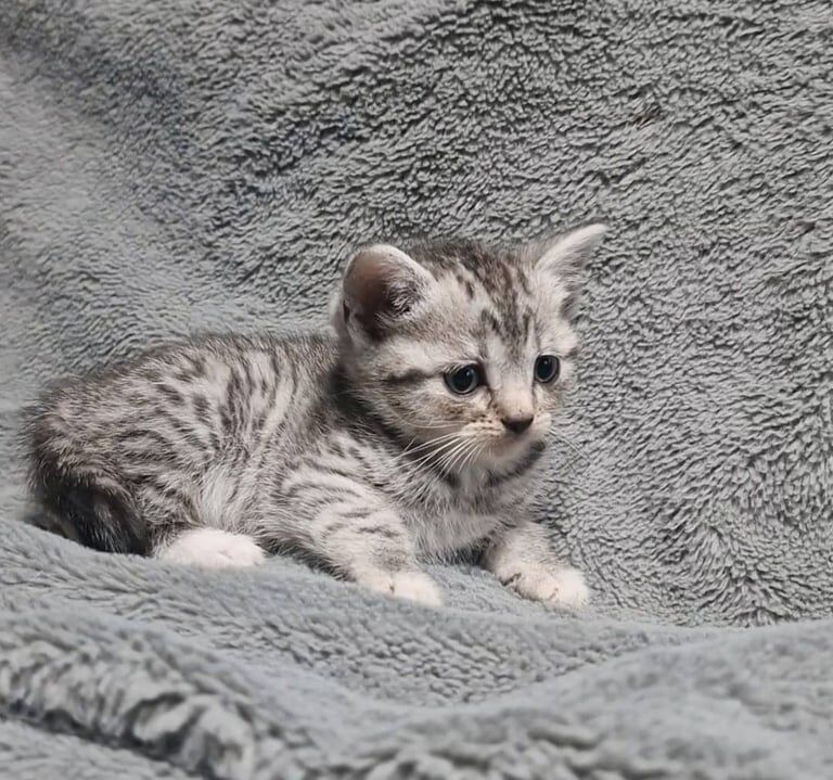 British Shorthair kittens for sale in Portsmouth, Hampshire – 8 weeks old