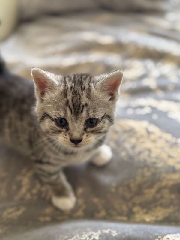 Silver Tabby British Shorthair Kittens