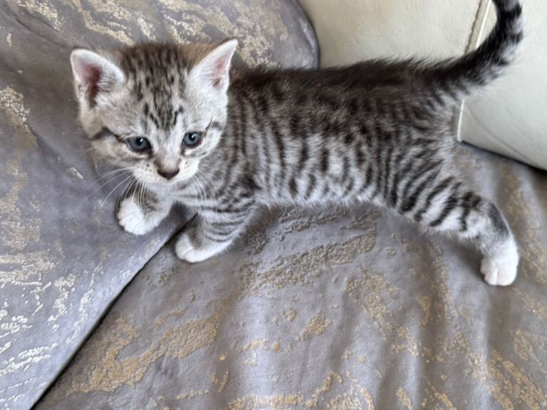 Silver Tabby British Shorthair Kittens - Image 2 of 6