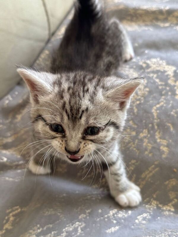 Silver Tabby British Shorthair Kittens - Image 3 of 6