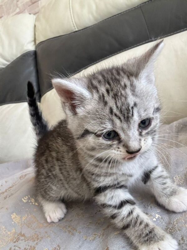 Silver Tabby British Shorthair Kittens - Image 4 of 6