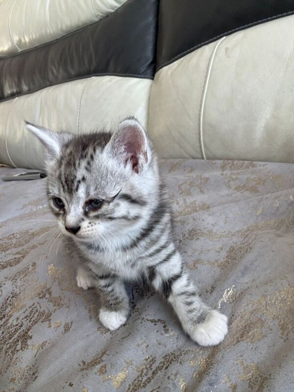 Silver Tabby British Shorthair Kittens - Image 5 of 6