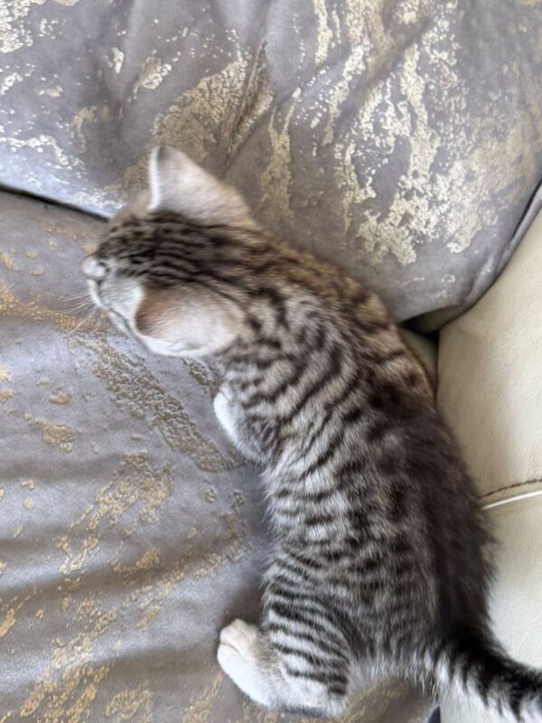 Silver Tabby British Shorthair Kittens - Image 6 of 6