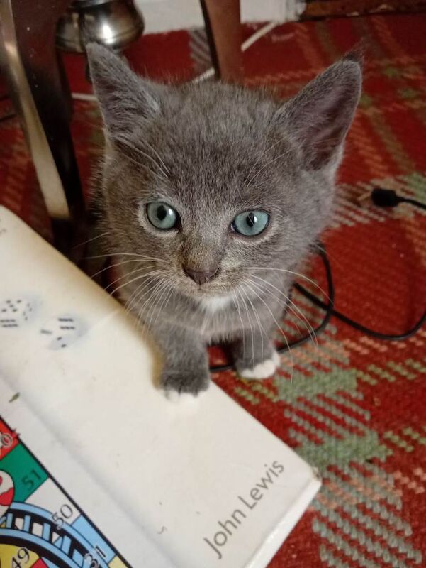 British Shorthair Kittens For Sale Under £300