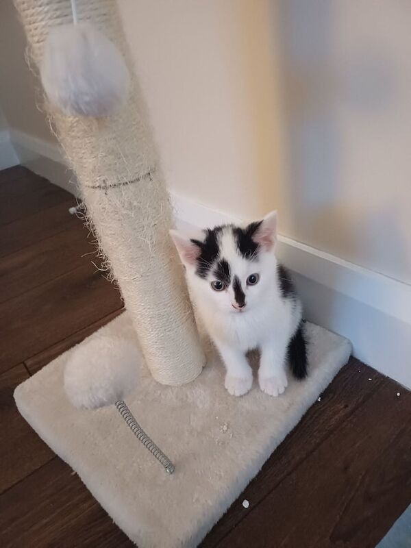 Beautiful Kittens for sale in Ballyclare, County Antrim