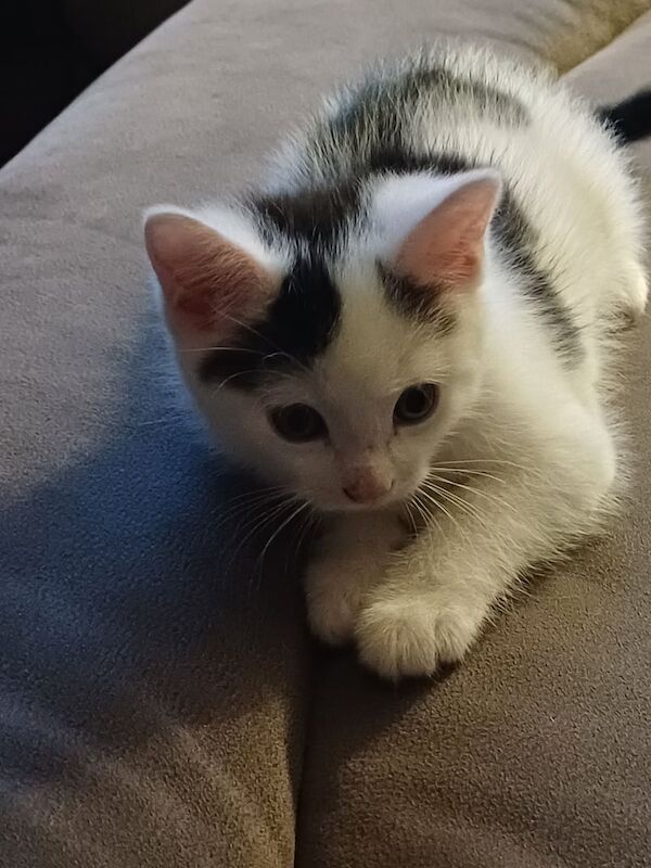 Beautiful Kittens for sale in Ballyclare, County Antrim - Image 2