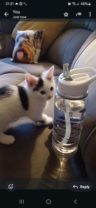 Beautiful Kittens for sale in Ballyclare, County Antrim - Image 3