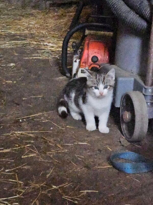 British Shorthair kittens for sale in Ballymena, County Antrim – 9 weeks old
