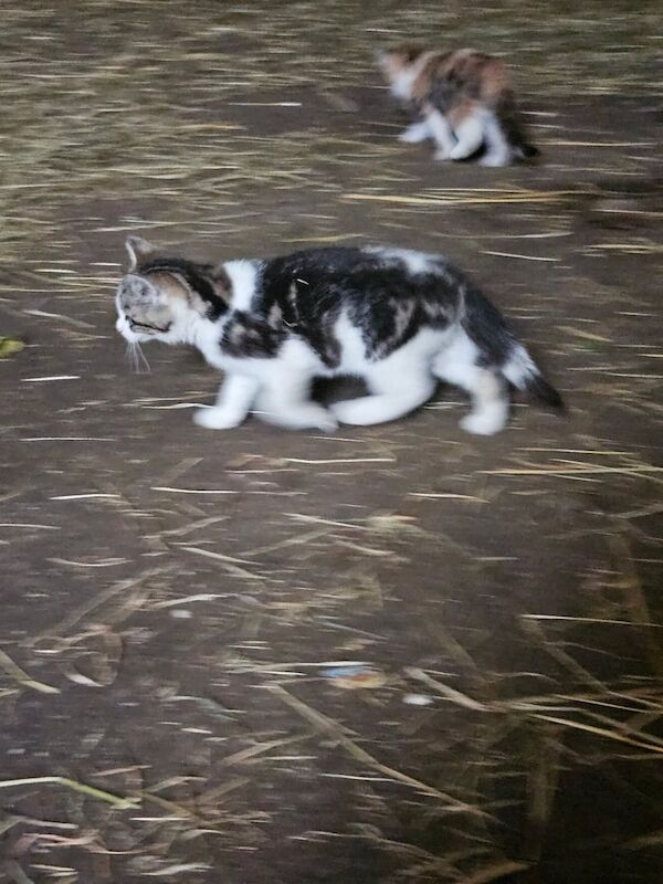 British Shorthair kittens for sale in Ballymena, County Antrim – 10 weeks old - Image 2 of 2