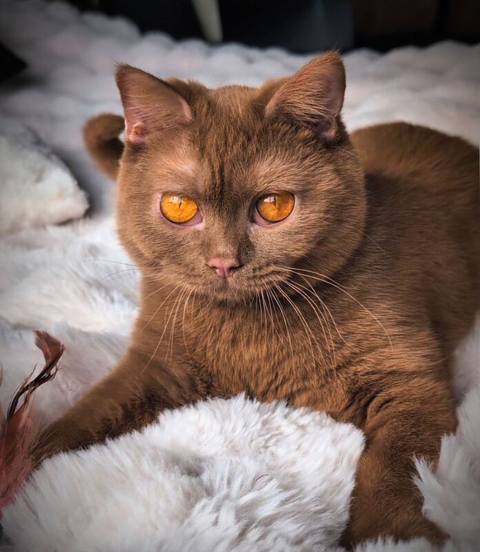 British Shorthair stud dog for stud in London, Greater London – 1 year old