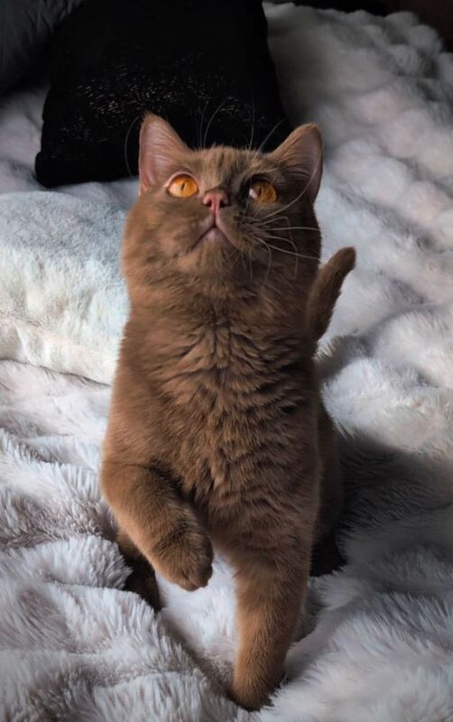 British Shorthair stud dog for stud in London, Greater London – 1 year old - Image 2 of 15