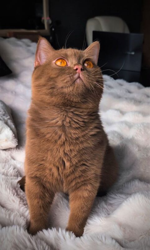 British Shorthair stud dog for stud in London, Greater London – 1 year old - Image 4 of 15