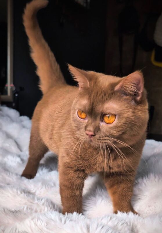 British Shorthair stud dog for stud in London, Greater London – 1 year old - Image 5 of 15