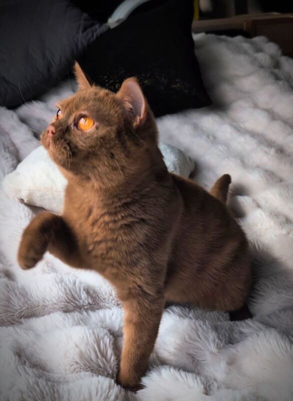 British Shorthair stud dog for stud in London, Greater London – 1 year old - Image 7 of 15