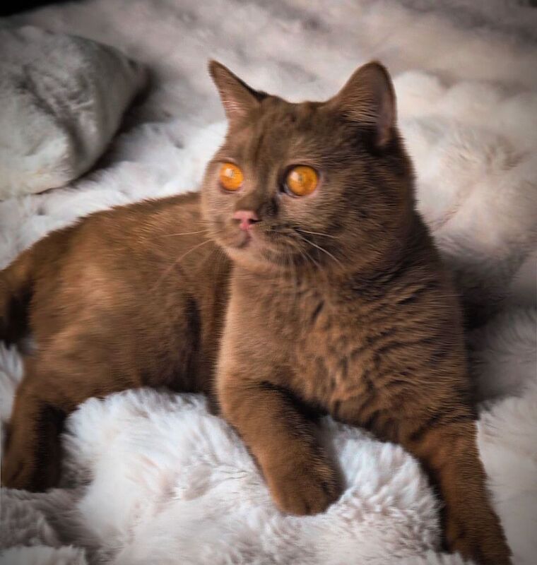 British Shorthair stud dog for stud in London, Greater London – 1 year old - Image 8 of 15
