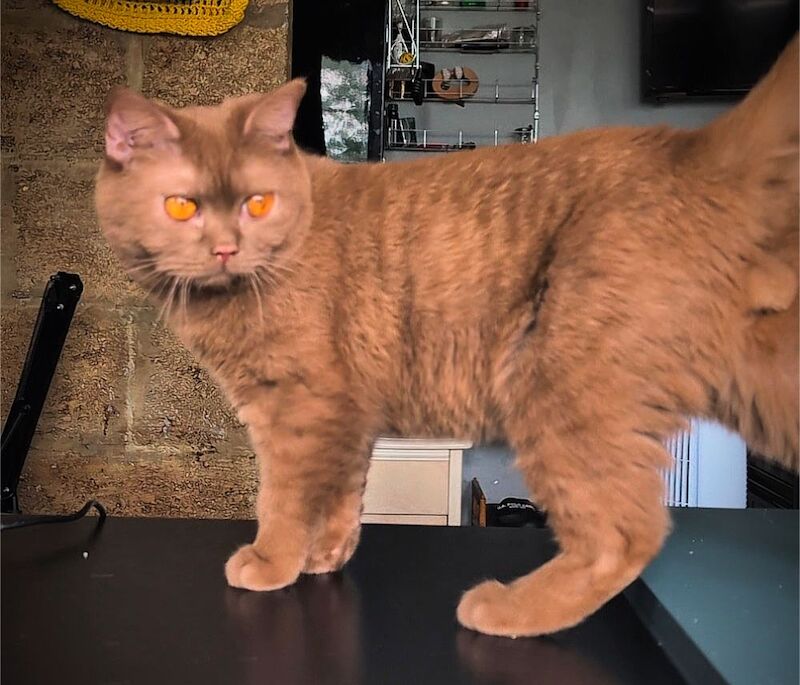 British Shorthair stud dog for stud in London, Greater London – 1 year old - Image 9 of 15