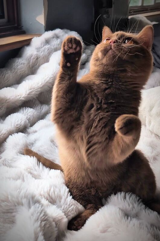 British Shorthair stud dog for stud in London, Greater London – 1 year old - Image 10 of 15