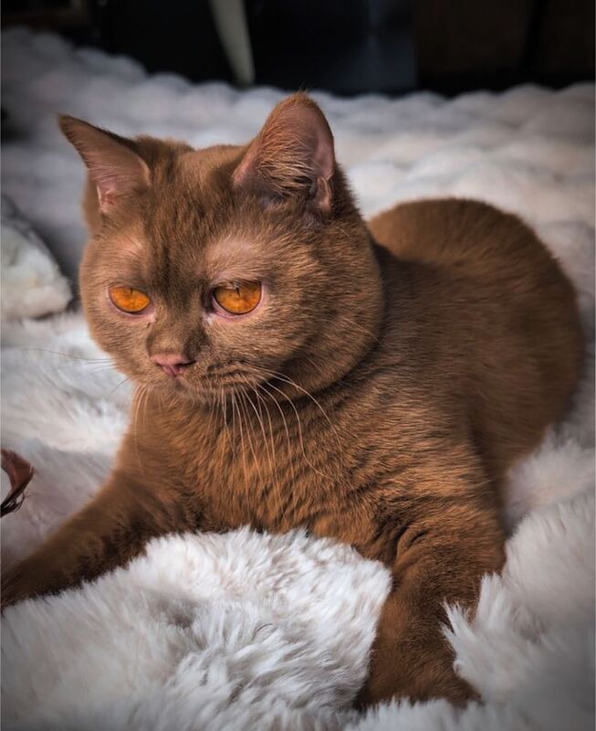 British Shorthair stud dog for stud in London, Greater London – 1 year old - Image 12 of 15