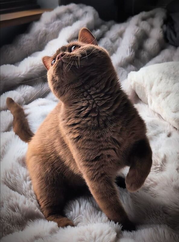 British Shorthair stud dog for stud in London, Greater London – 1 year old - Image 13 of 15