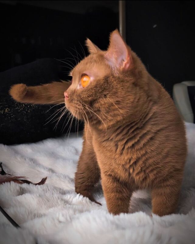 British Shorthair stud dog for stud in London, Greater London – 1 year old - Image 14 of 15