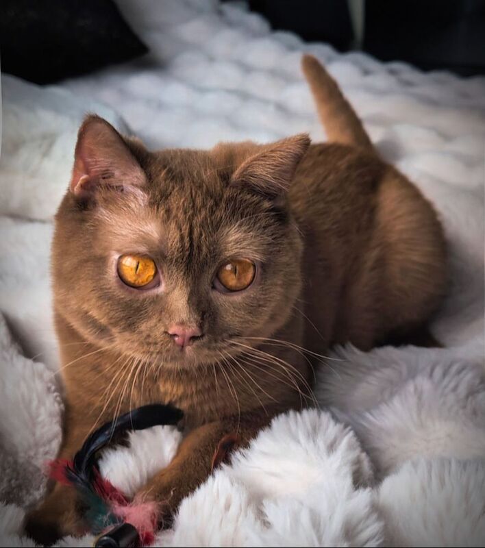 British Shorthair stud dog for stud in London, Greater London – 1 year old - Image 15 of 15