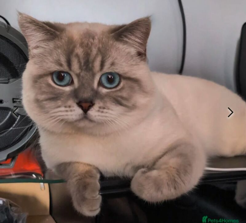 British Shorthair stud dog for stud in London, Greater London – 1 year old
