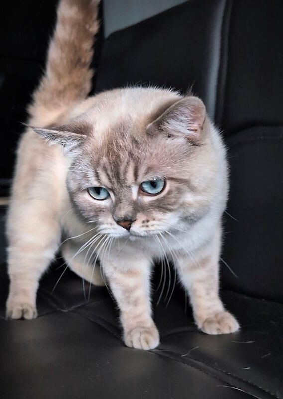 British Shorthair stud dog for stud in London, Greater London – 1 year old - Image 2 of 7
